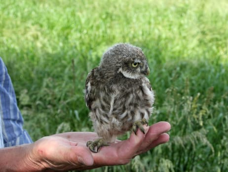 Winni showed us another brood that he has already ringed.