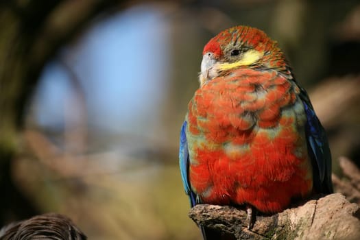 Platycercus eximius