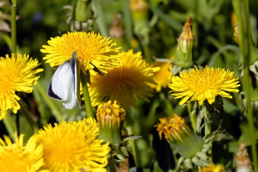 I'm not one hundred percent sure about the butterfly species. But I like to be taught.