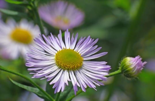 Annual occupational herb. This composite plant is a neophyte from North America,which has become wild as a former ornamental plant.