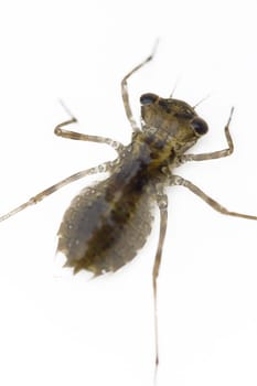 Dragonfly larva of the common heather bell