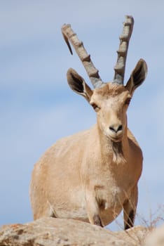 Capricorn