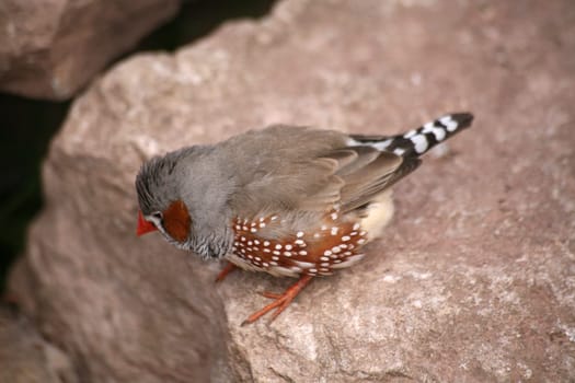 Taeniopygia guttata