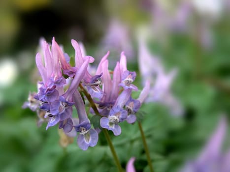 hollow larkspur