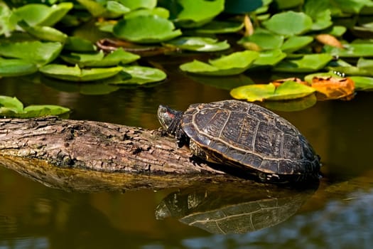 Turtle