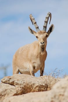 Capricorn