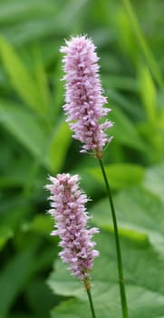 from Winni's garden,thanks for the help with the naming!!