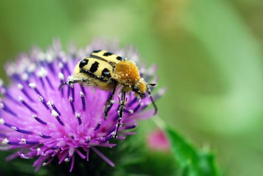 bee beetle