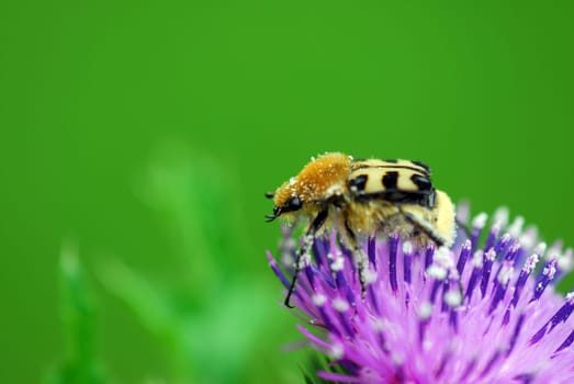 Bumblebee-like