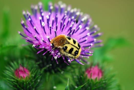 Bee chafer