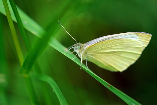 Cabbage white