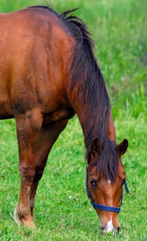 Horse eats