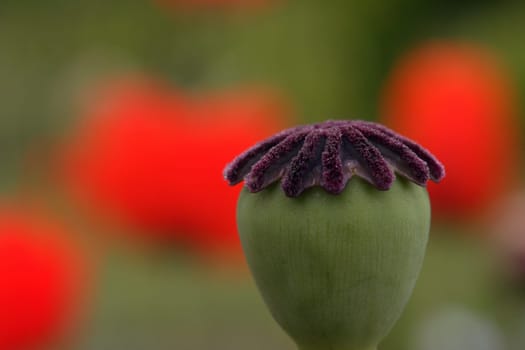 Poppy seed capsule