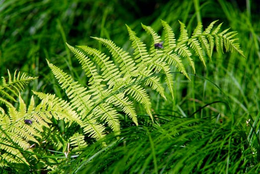 ... the fern,one of the oldest plants ever...