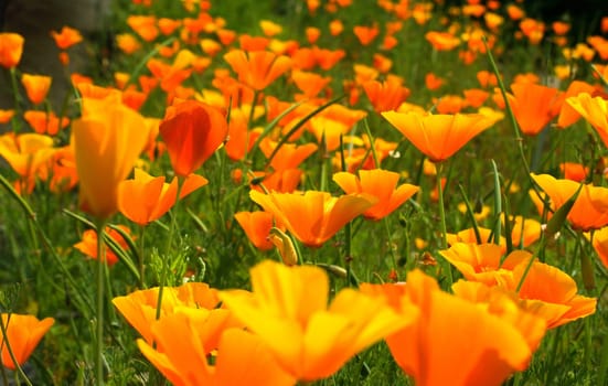yellow poppy