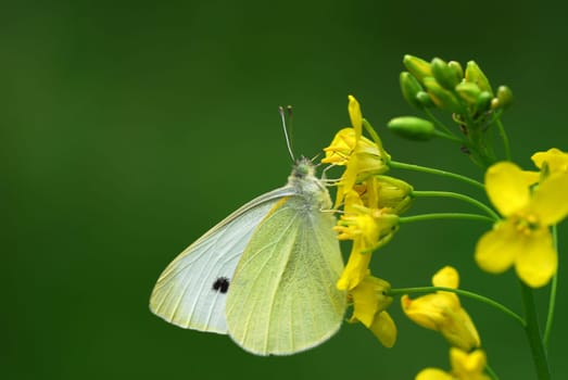 green yellow white