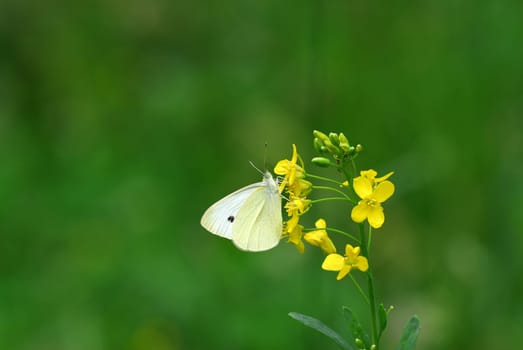 White in the green