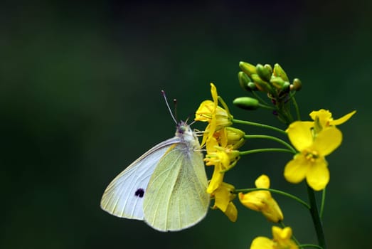 white on yellow