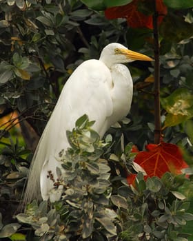 Here they are rarely found,but in America the great egrets are still quite common...... and it's exciting to watch them in nature!