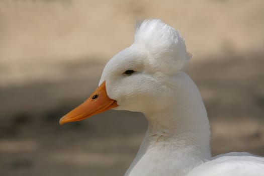 Crested duck