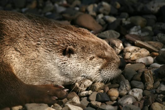 Siesta