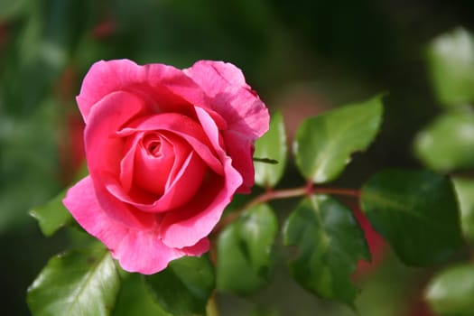 Blossom magic