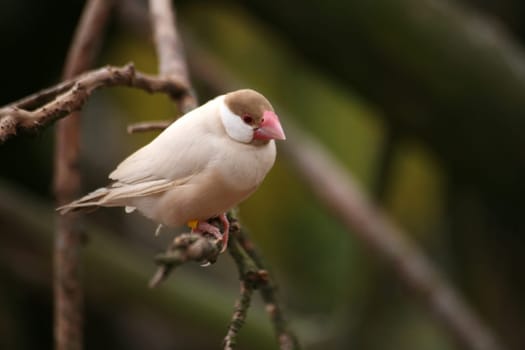 Padda oryzivora (Colour: Falbe)