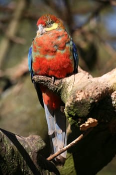 Platycercus eximius