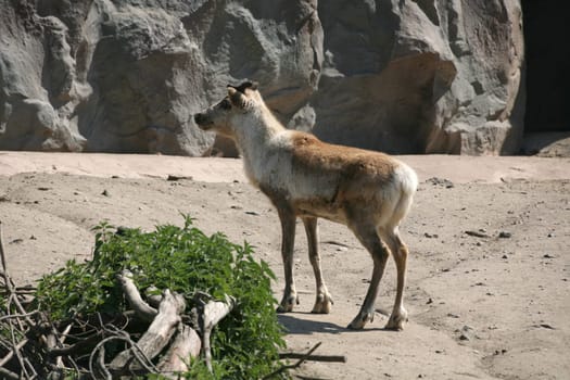 Reindeer