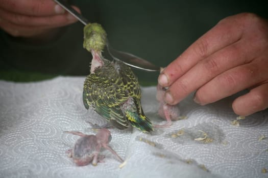Feeding budgie chicks