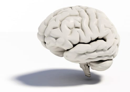 Human brain