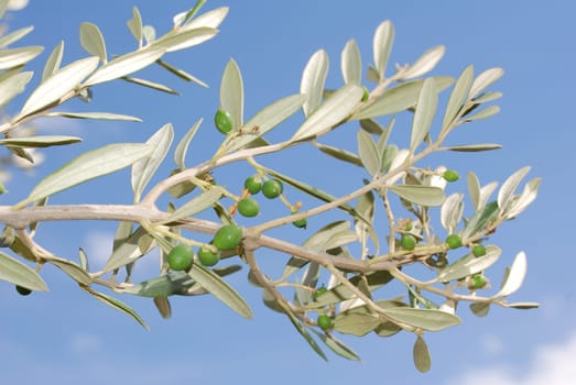 Olive tree