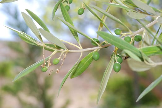 Olive tree