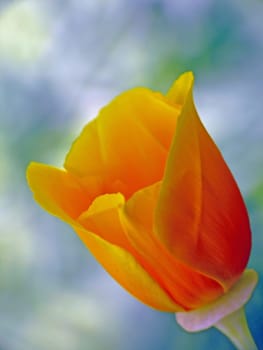 The state flower of California ----- The California Poppy (Eschscholzia californica) is a popular garden plant of the Papaveraceae family. The scientific name of the plant came from the German Di