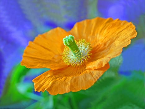 The hardy semi-perennial poppy species is native to the boreal regions of North America,northern Russia and Iceland. As with all poppy species (papaver),the flower stem,which curves downwards in the bud phase,is leafless ("naked-stemmed"": nudicaule)."
