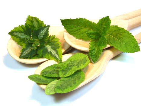 Herbs