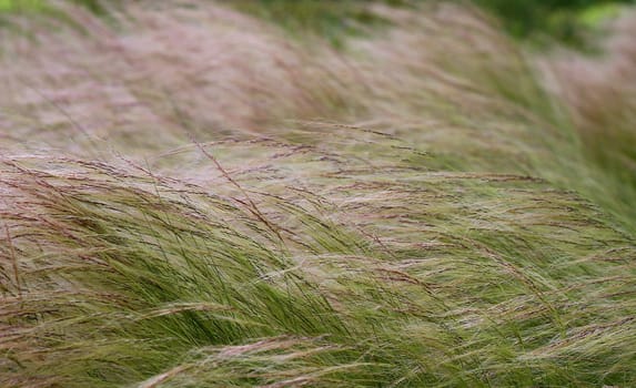 Grass