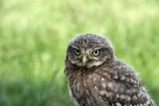 Little OwlPortrait...