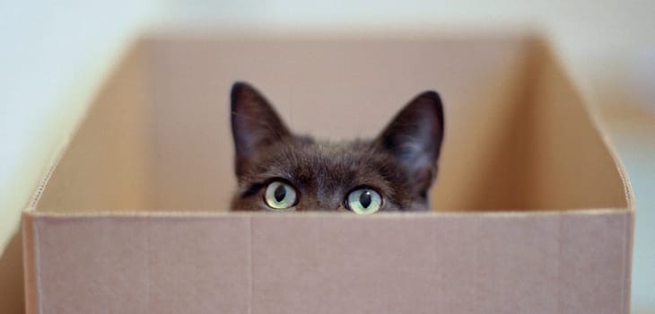 ... my favorite cat thoroughly revised,re-tuned the color and cut better...