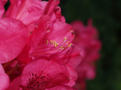 RHODODENDRON CLOSE-UP