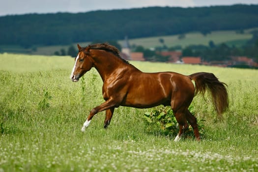 Copper-colored stallion at the shoot yesterday