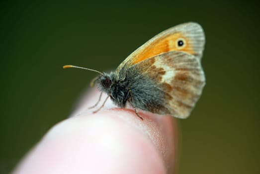 Finger landing
