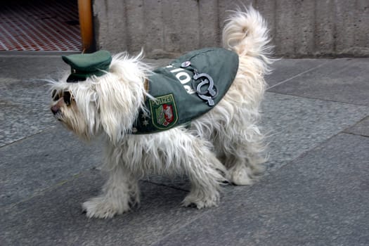 Police dog