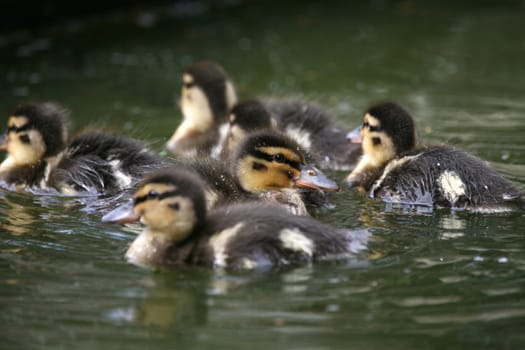 Mallard offspring
