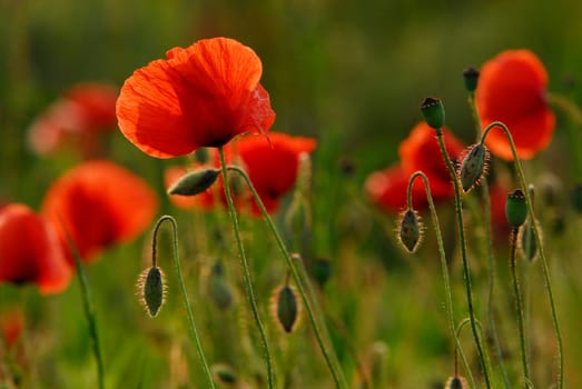 In the poppy field