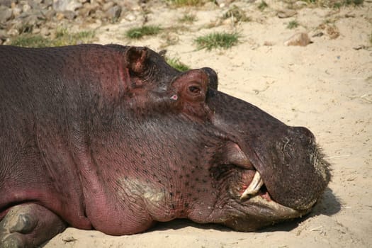 Dozing on land