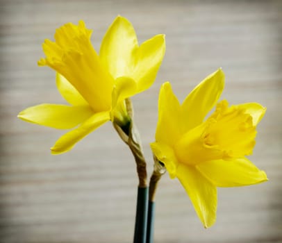 daffodils