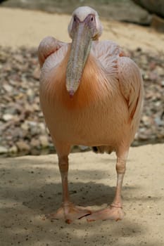 Pelecanus onocrotalus