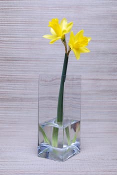 daffodils