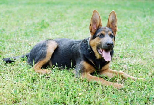 Dog Portrait